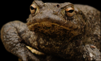 Common toad © Steve Langham