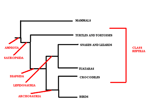 Evolution of reptiles