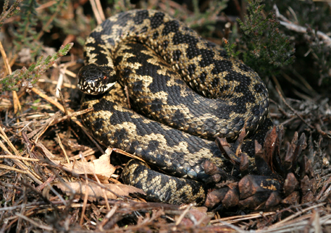 Male adder (Vipera berus berus) Woodland edges, habitat for adder (Vipera berus berus))