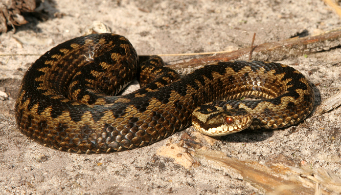 Female adder (Vipera berus berus) Chalk Grassland, habitat for adder (Vipera berus berus)